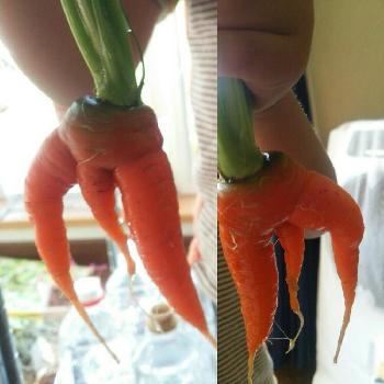 おもしろ人参 の投稿画像一覧 Greensnap グリーンスナップ
