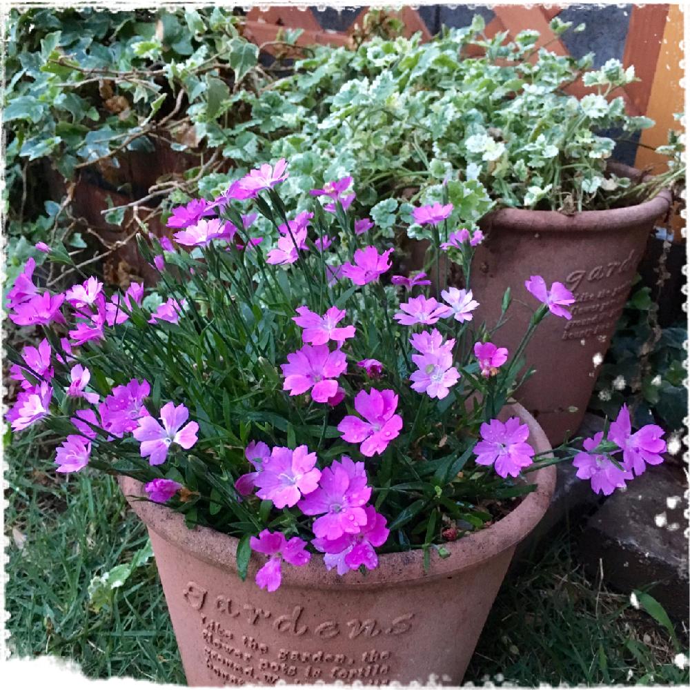 今日のお花の投稿画像 By うめこさん 見つけたよ 17月9月4日 Greensnap グリーンスナップ