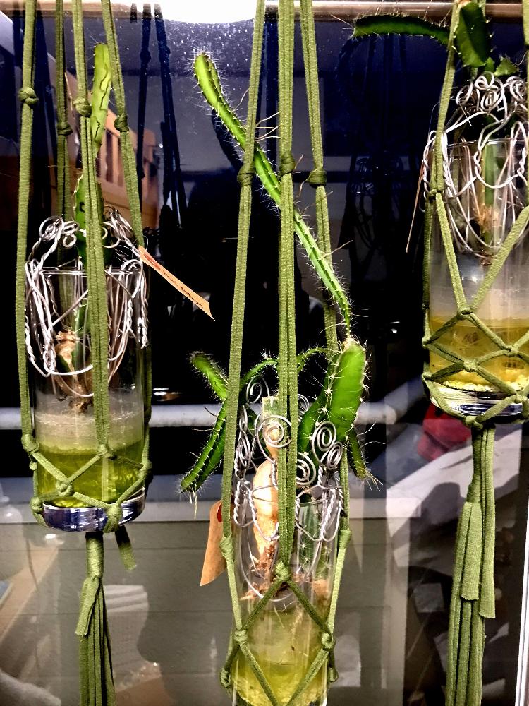 ドラゴンフルーツの投稿画像 By Chihayanさん 窓辺と水挿しで増やすと水栽培と多肉の水栽培と手を出しすぎと水挿しと植中毒と観葉植物の水栽培と根が好きと水挿しで増やすと水栽培と多肉の水栽培と手を出しすぎと水挿しと植中毒と観葉植物の水栽培と根が好き 17月9月5