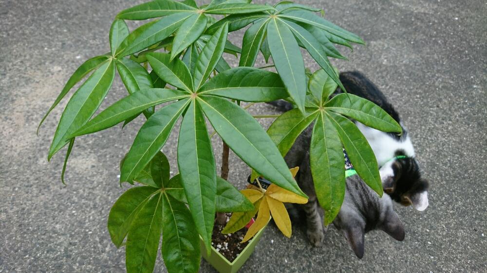 ピンポンの木の投稿画像 By M Hoさん 成長記録とコラボにゃんとダイソーplantと観察日記 17月9月5日 Greensnap グリーンスナップ