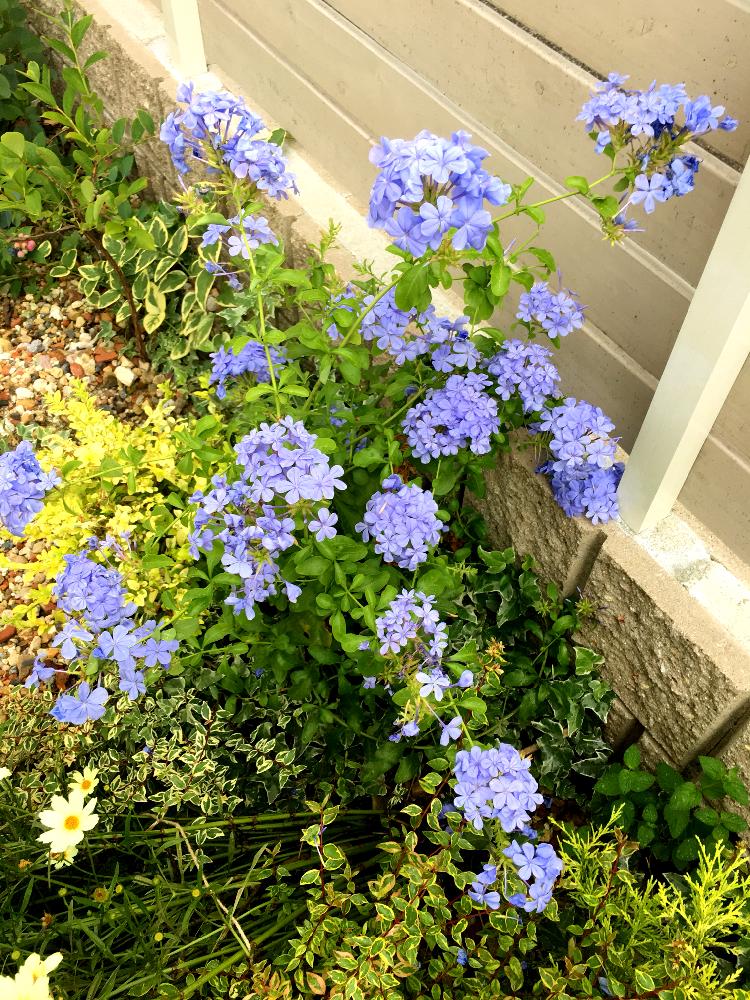 ルリマツリの投稿画像 By Kariさん サマーアレンジ コンテストと青い花としだれ系とナチュラルガーデンと夏の花とガーデニングと花のある暮らしと地植え 17月9月5日 Greensnap グリーンスナップ