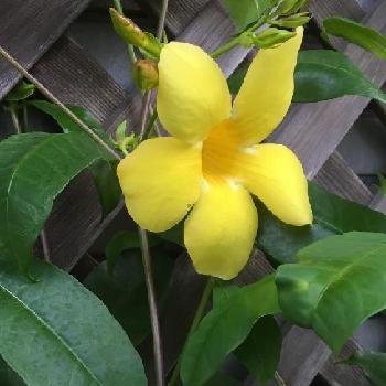 アラマンダの画像 by macocoさん | 玄関とアリアケカズラとアリアケカズラ 八重咲と黄色い花と水挿しと アラマンダ