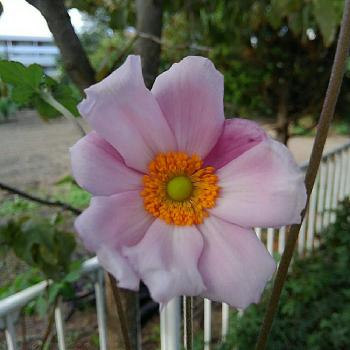 貴船菊の画像 by fresh -sumireさん | 小さな庭とシュウメイギクと貴船菊とみどりのある暮らしとキュンキュン乙女倶楽部と植物のある暮らしとナチュラルスタイルと花のある暮らし