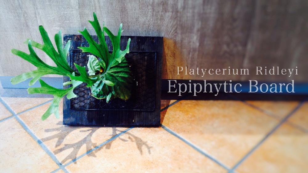 リドレイ 板付 - 植物/観葉植物