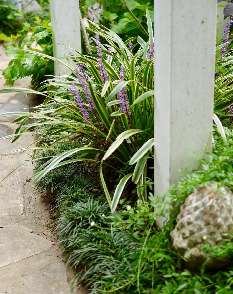 ヤブランの投稿画像 By Snowrabbitsさん 庭の花とナチュラルガーデンと斑入り好きと薄紫のお花 17月9月5日 Greensnap グリーンスナップ