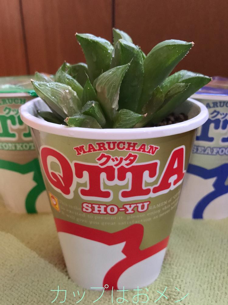 ハオルチアの投稿画像 By Applantsさん 空き容器と多肉植物とハオルチア属ともったいないとqttaと美味しそうとリユースと植中毒とハオルシア属 と埼玉タニラーとカップラーメンとプチdiy 2017月9月5日 Greensnap グリーンスナップ