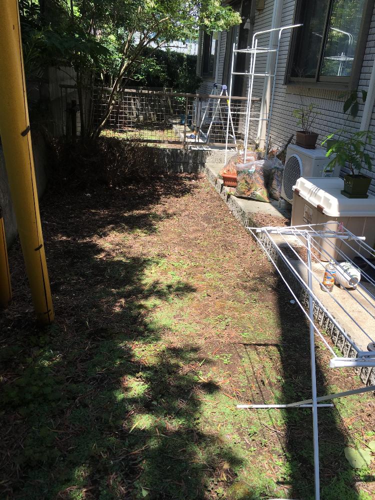 シマトネリコの投稿画像 By さしゃおくらさん どうにかしたい庭と賃貸と庭づくりと更地な庭と手付かずの庭 17月9月5日 Greensnap グリーンスナップ