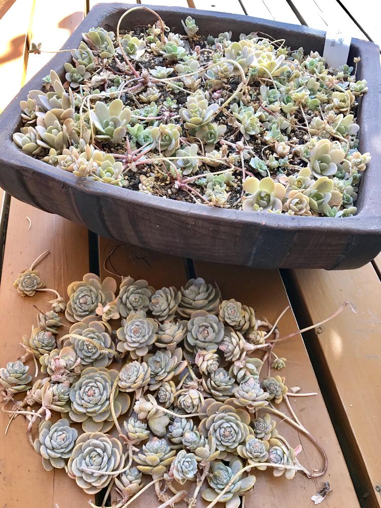 子持ち蓮華の投稿画像 By Tynkoroさん バルコニー ベランダと花芽と挿し芽とタニラーとハゲハゲと葉挿しとバルコニストと仕立て直しと花芽と挿し芽とタニラーとハゲハゲと葉挿しとバルコニストと仕立て直し 17月9月6日 Greensnap グリーンスナップ