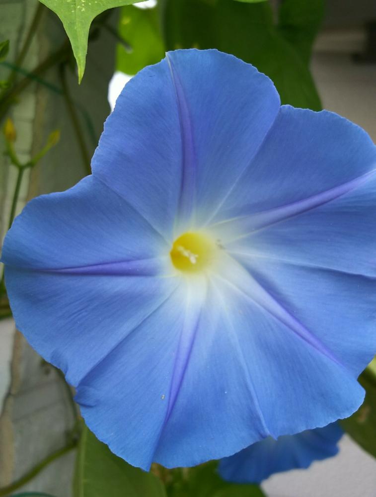 アサガオの投稿画像 By 14さん アーリーヘブンリーブルーとタネからと種からと青い花とブルーの花と涼しい朝と地植えと咲いた 17月9月6日 Greensnap グリーンスナップ