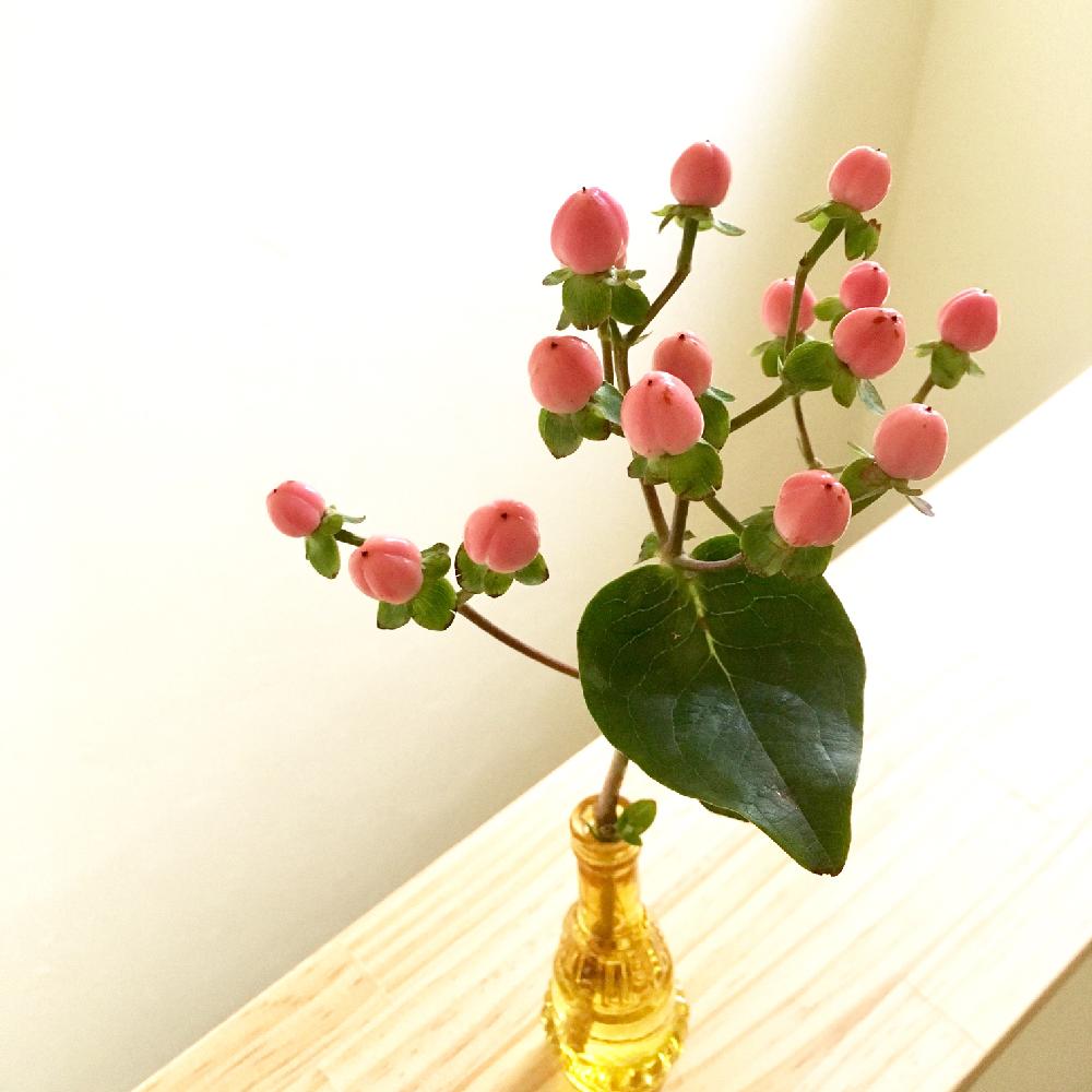 ヒペリカムの投稿画像 By Kabuさん 一輪挿しと花瓶入れただけと小さい花瓶と花のある暮らしと切り花 17月9月6日 Greensnap グリーンスナップ