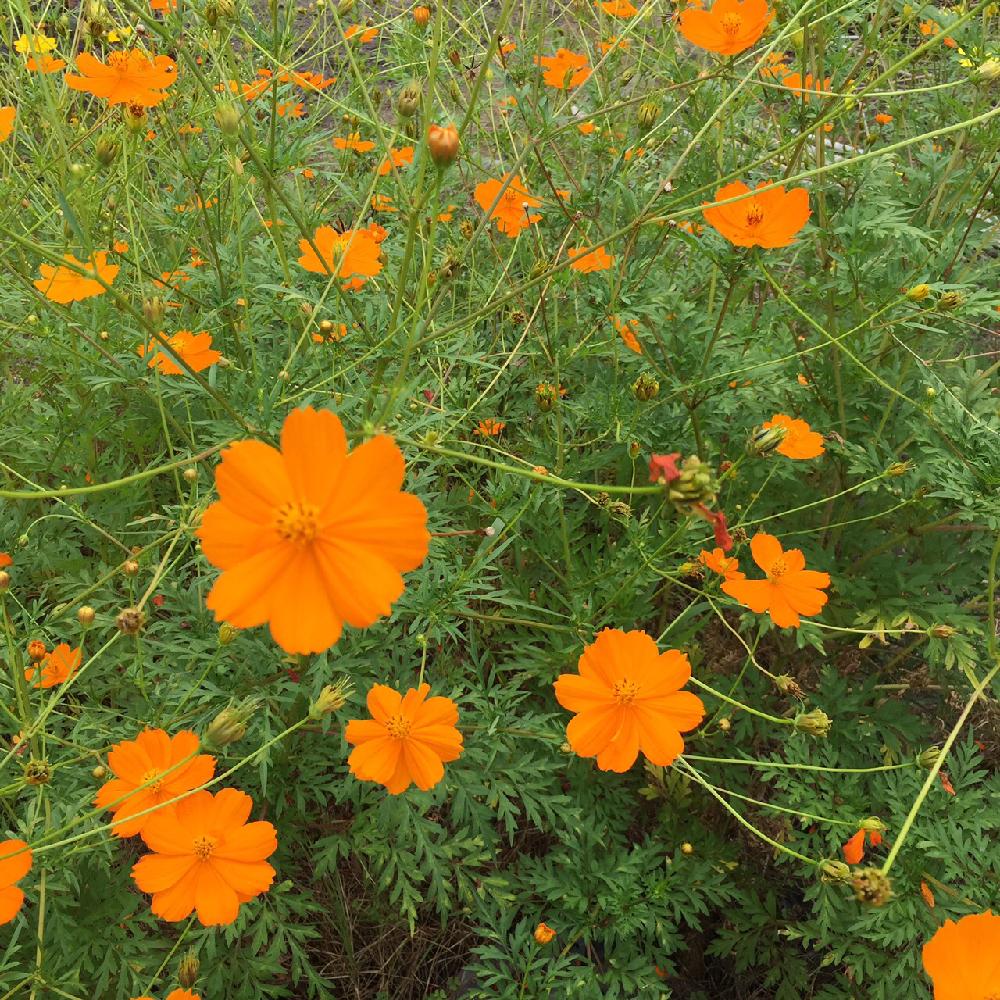 お出かけ先の投稿画像 By Kimmyさん 黄花コスモスと職場の近くと職場の近く 17月9月6日 Greensnap グリーンスナップ Greensnap グリーンスナップ