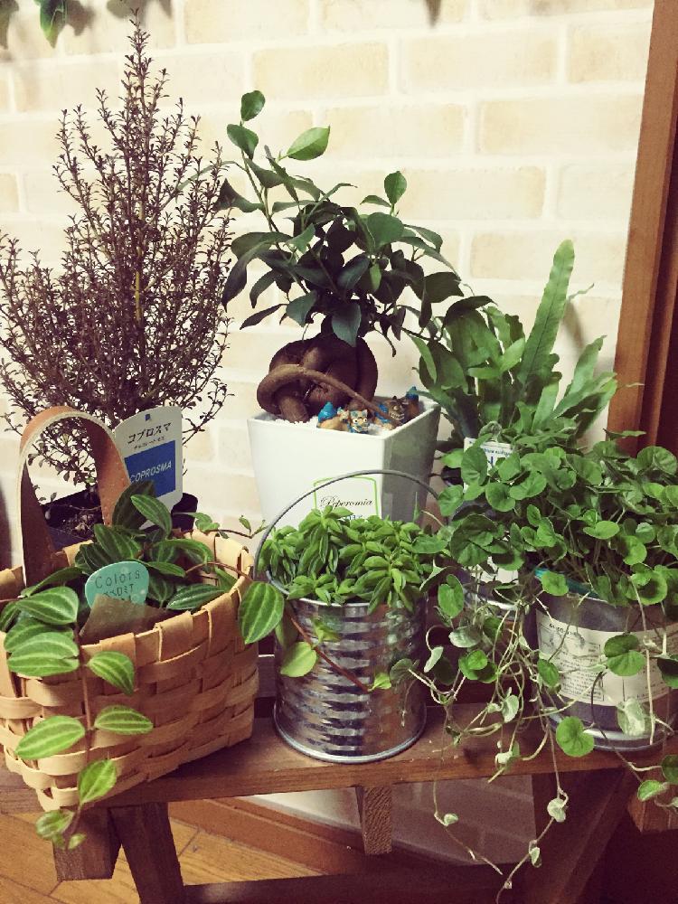 コプロスマ チョコレートモスの投稿画像 By Tirolchocoさん フレボディウム ブルースターとペベロミア ビートルとぺぺロミアニパドラとディコンドラ エメラルドフォールズとガジュマルとみどりのある暮らしとオザキフラワーパークと観葉植物 17月9月6日 Greensnap