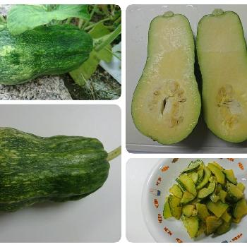 ひょうたんみたいなカボチャの投稿画像一覧 Greensnap グリーンスナップ