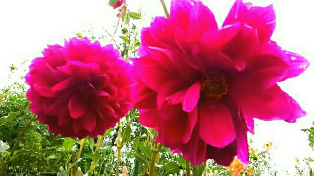 皇帝ダリアの投稿画像 By くのいち55さん 赤紫色の花と昭和記念公園 17月9月6日 Greensnap グリーンスナップ