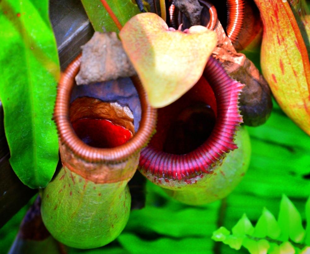 ウツボカズラの投稿画像 By かおるっちさん 咲くやこの花館と 食虫植物18 コンテスト 17月9月7日 Greensnap グリーンスナップ
