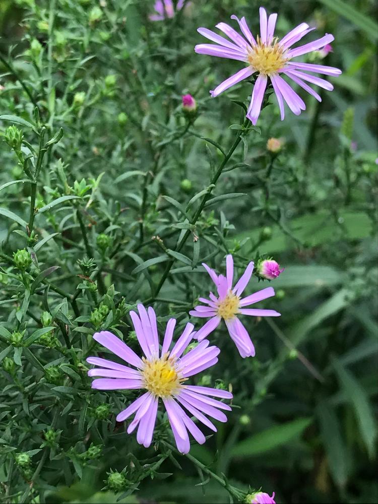 クジャクソウの投稿画像 By ゆきりんさん かわいい と秋だね とこのままでいてねと自然の中でとありがとうと花のある暮らし 17月9月7日 Greensnap グリーンスナップ