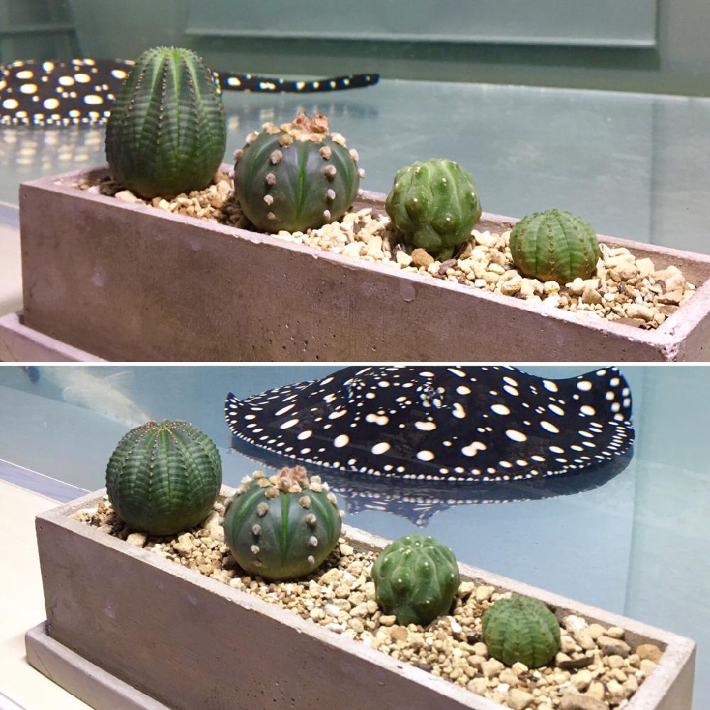 ユーフォルビア オペサの投稿画像 By ポルカドットさん アストロフィツム 瑠璃兜とマツカナ 奇仙玉とシンメトリカとマツカナ属とユーフォルビア オベサとユーフォルビアシンメトリカと植中毒とアストロフィツム属とユーフォルビア 17月9月7日 Greensnap