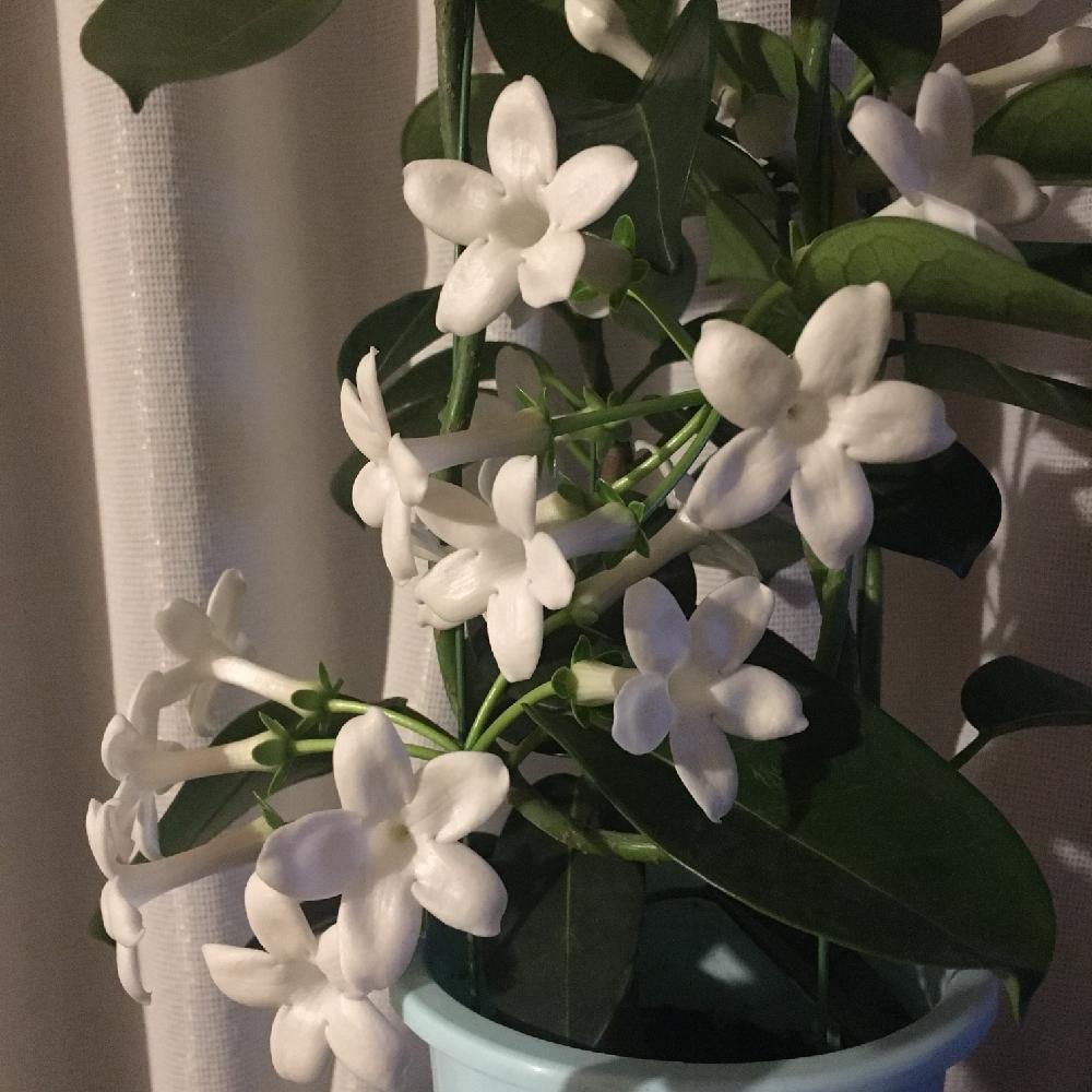 マダガスカルジャスミンの投稿画像 By Makiさん いい香りと花のある暮らしとつる性植物と白い花 17月9月7日 Greensnap グリーンスナップ