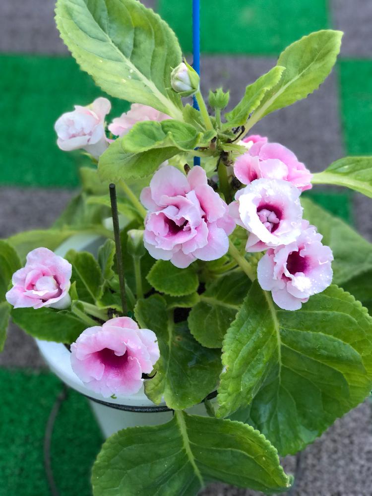 グロキシニアの投稿画像 By ハム太郎さん グロキシニアさんと花のある暮らし 17月9月8日 Greensnap グリーンスナップ