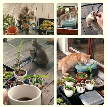 臆病な子猫の投稿画像一覧｜🍀GreenSnap（グリーンスナップ）