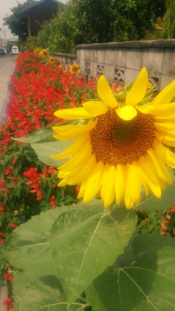 広い庭の投稿画像 By 松永種苗店 セメント町 さん ヒマワリさんと良い天気と今日の一枚と元気もらえると審査員と花壇 コンクールとヒマワリさんと良い天気と今日の一枚と元気もらえると審査員と花壇コンクール 17月9月8日 Greensnap グリーンスナップ 広い庭の投稿画像 By 松永種苗店 セメント町 さん ヒマワリさんと良い天気と今日の一枚と元気もらえると審査員と花壇 コンクールとヒマワリさんと良い天気と今日の一枚と元気もらえると審査員と花壇コンクール 17月9月8日 Greensnap グリーンスナップ