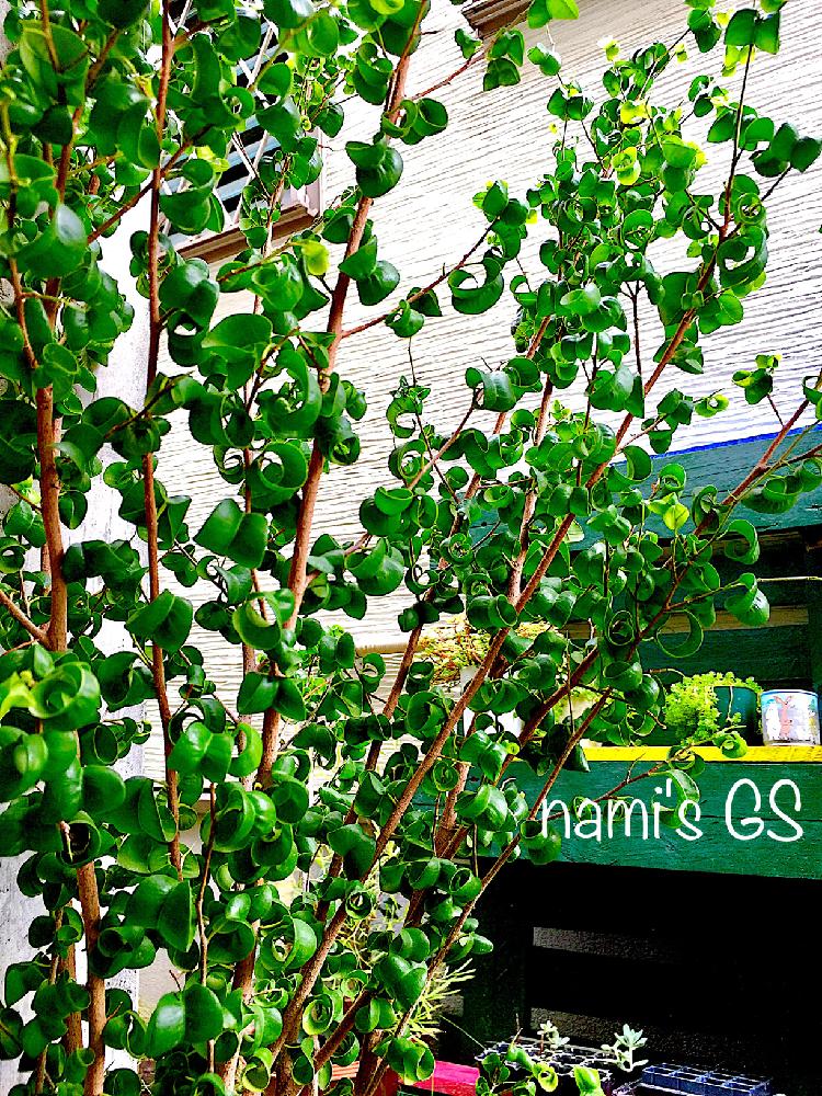 ベンジャミン バロックの投稿画像 By Namiさん マイ コレクションと放置栽培とお気に入りと成長中 と 観葉植物 コンテストと植中毒と今日の一枚と栽培2年目 17月9月8日 Greensnap グリーンスナップ
