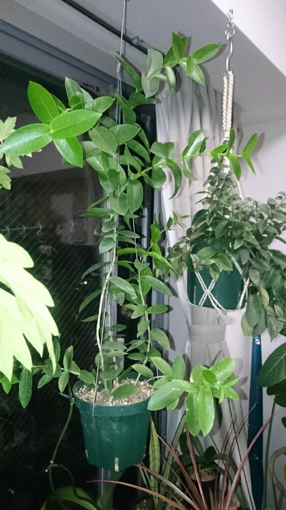 ホヤ クミンギアナの投稿画像 By Yk桜さん ホヤと花のある暮らしと観葉植物 17月9月8日 Greensnap グリーンスナップ