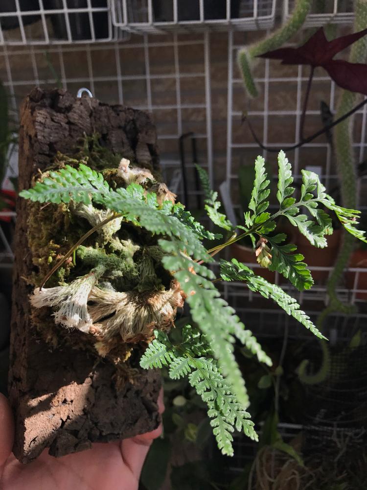 猫の手の投稿画像 By Cphzさん 石化しのぶ 猫の手 とバルコニー ベランダとシダ植物と山野草とシノブ科とトキワシノブ着生とシダ植物と山野草とシノブ科とトキワシノブ着生 17月9月8日 Greensnap グリーンスナップ Greensnap グリーンスナップ