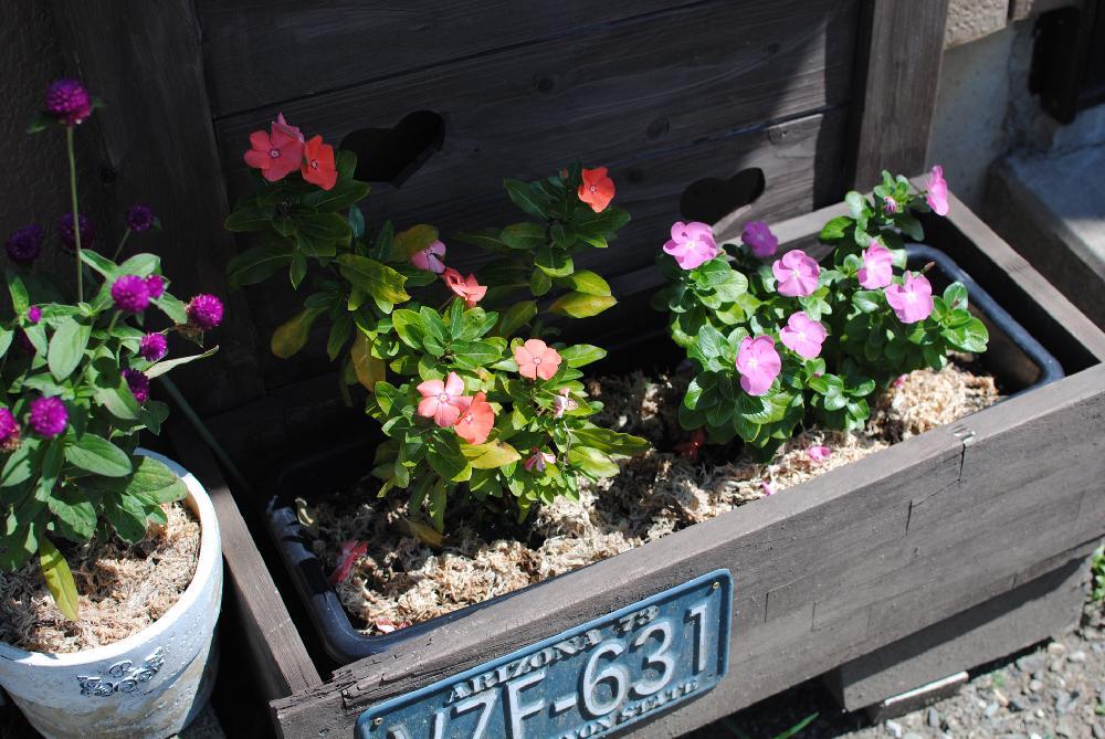 花壇の投稿画像 By ゆうさん カインズホームと花のある暮らし 17月9月8日 Greensnap グリーンスナップ