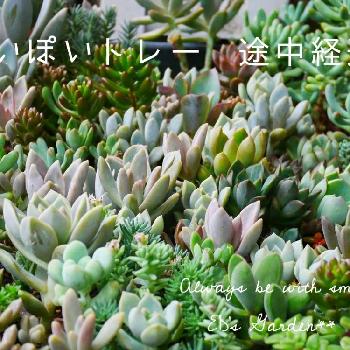 ぽいぽいトレー Edの投稿画像一覧 Greensnap グリーンスナップ