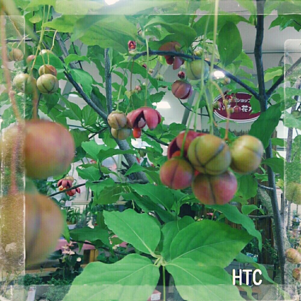 大実ツリバナの投稿画像 By かえさん Htcと観葉植物 17月9月9日 Greensnap グリーンスナップ 大実ツリバナの投稿画像 By かえさん Htcと観葉植物 17月9月9日 Greensnap グリーンスナップ