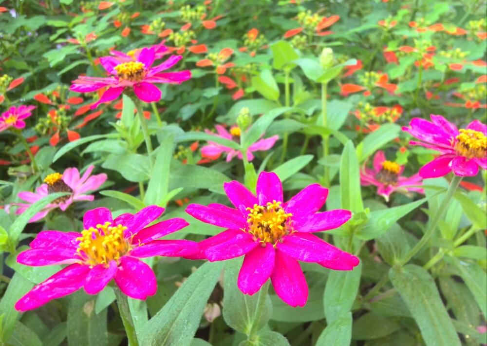 サマーポインセチアの投稿画像 By はるさんさん ジニアと小さな庭と花のある暮らしと咲いた と種から と花のある暮らしと咲いた と種から 17月9月9日 Greensnap グリーンスナップ Greensnap グリーンスナップ