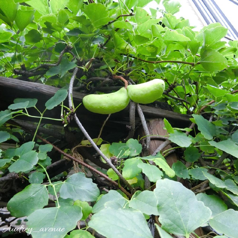 あけびの実の投稿画像一覧 Greensnap グリーンスナップ