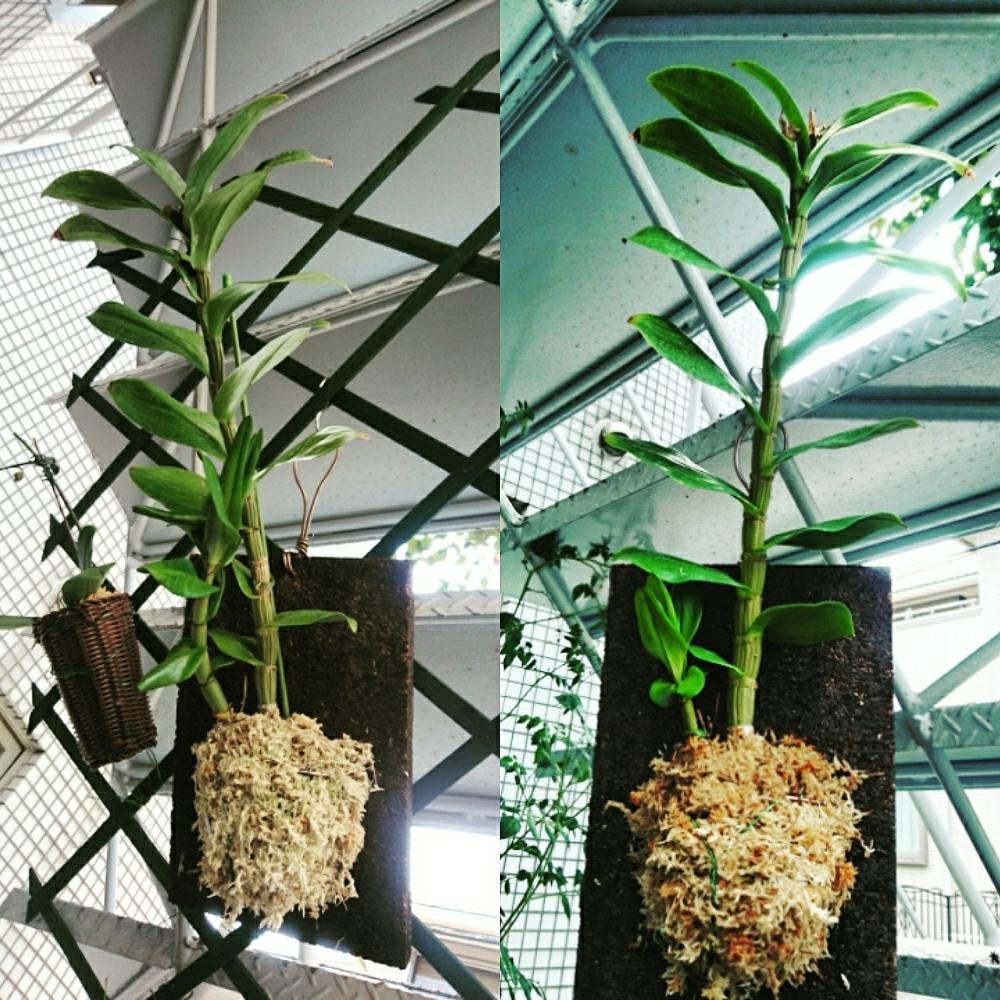 デンファレの投稿画像 By ちょこぼっさん 玄関と玄関先グリーンと着生蘭と着生植物と玄関先グリーンと着生蘭と着生植物 17月9月9日 Greensnap グリーンスナップ Greensnap グリーンスナップ