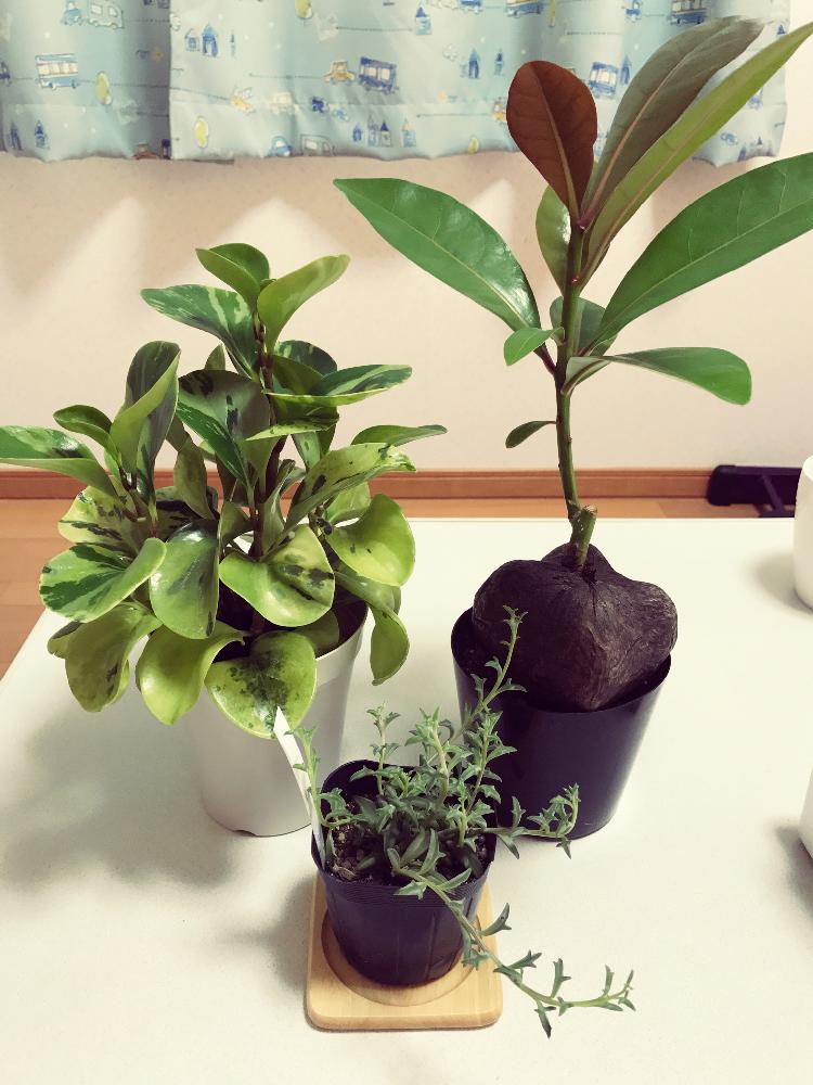 バリントニアの投稿画像 By ケーコさん ペペロミアとオブツシフォリア 黄斑ぺぺ と初心者ですと新しく仲間入り とドルフィンネックレス とno Green No Lifeと日本ライン花木センターと植中毒と誕生日プレゼントとゴバンノアシとイルカネックレス 17月9月9日