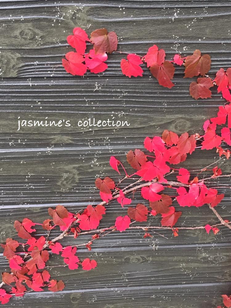 ナツヅタの投稿画像 By ジャスミン ﾟさん Htcとちいさい秋見つけたとキュンキュン乙女倶楽部とマダム倶楽部とおきにいりと北海道と小さい秋 見つけたと赤い葉っぱと赤い葉とナツヅタ 蔦 17月9月9日 Greensnap グリーンスナップ