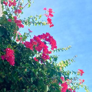 夏に花を咲かせる樹木の投稿画像一覧 Greensnap グリーンスナップ