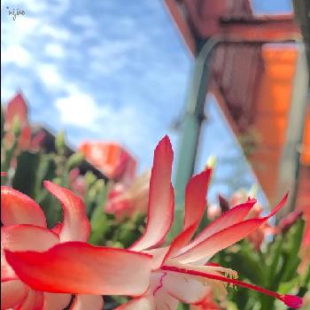 ９月です❤の画像 by ＊nijikoさん | お出かけ先とデンマークカクタスの花と植中毒と今日の一枚とHCよりと９月です❤