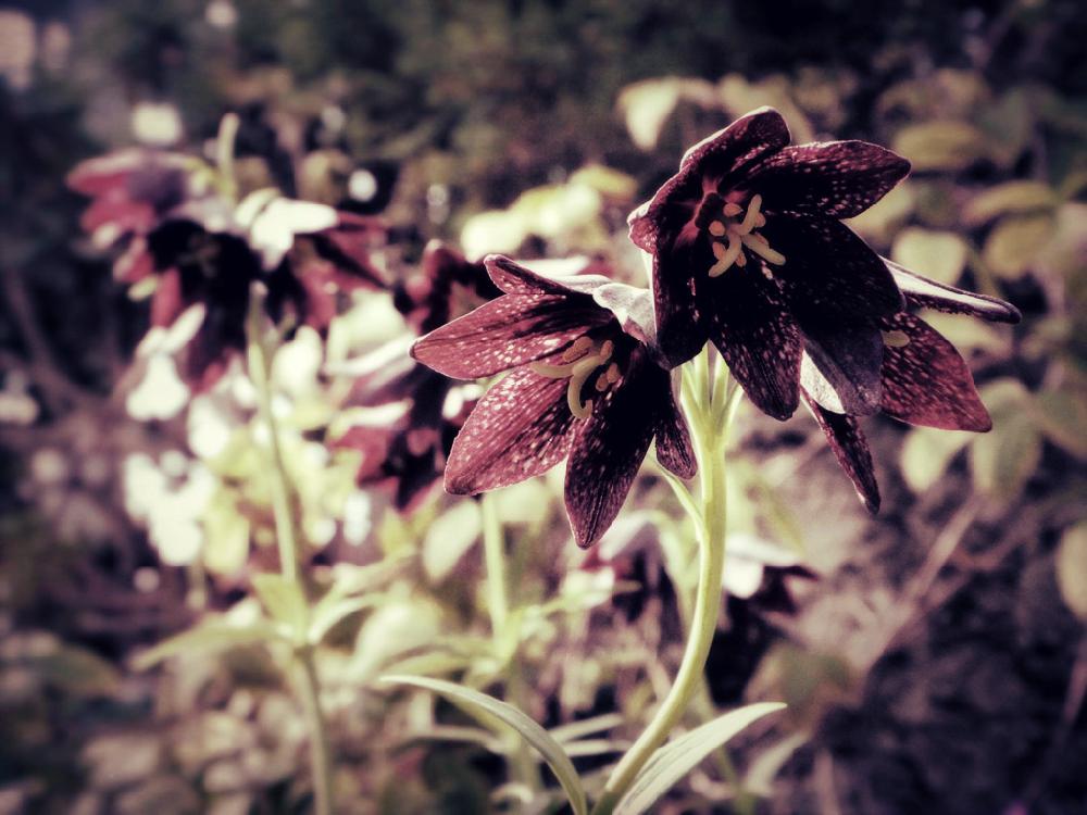 クロユリの投稿画像 By ふかひれさん 黒百合と植中毒と鶴見緑地と花言葉と植物園と大阪とミラーレス一眼とアウトドアとカメラ好き と咲くやこの花館 17月9月10日 Greensnap グリーンスナップ