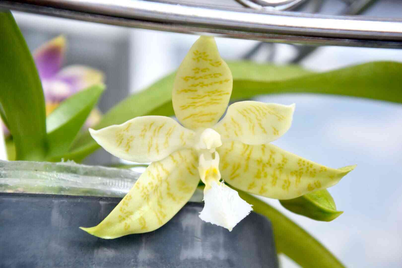 ファレノプシス ヒエログリフィカの一覧｜🍀GreenSnap（グリーンスナップ）