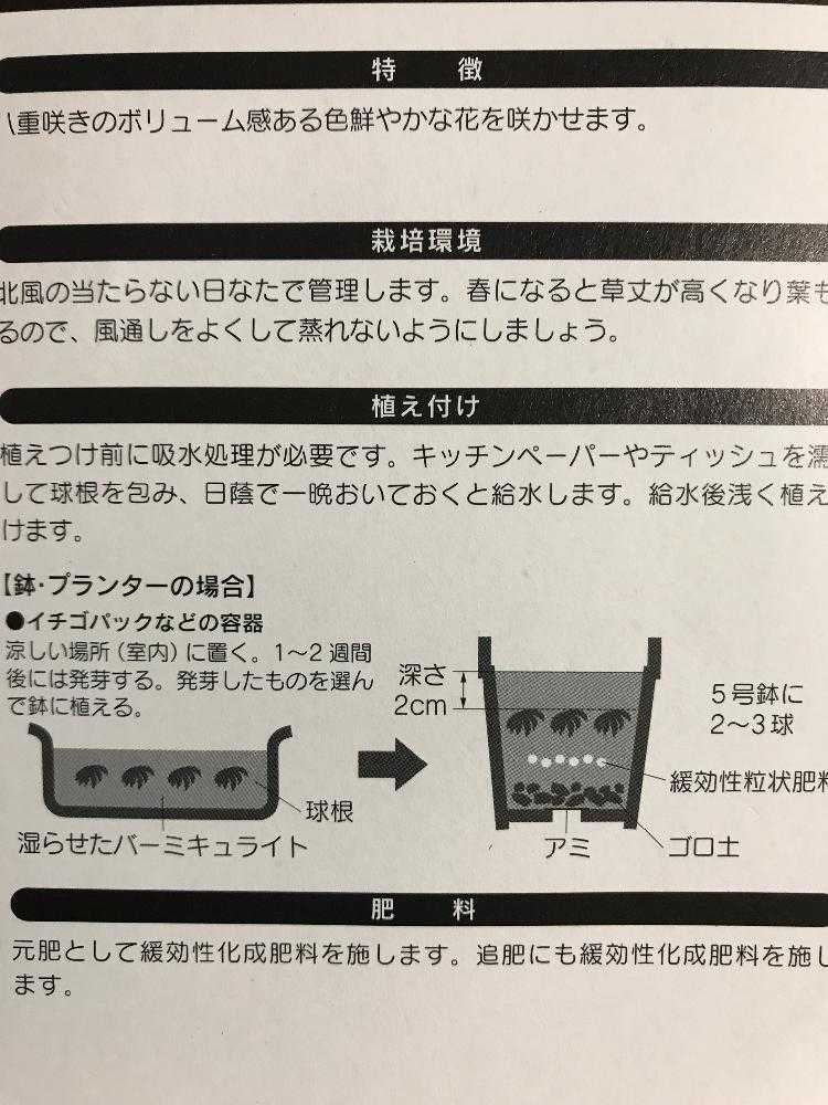 ラナンキュラスを育てる Greensnap グリーンスナップ