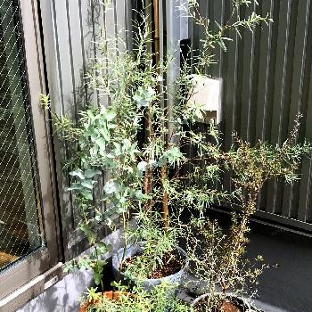 シルバーティーツリーの投稿画像一覧 Greensnap グリーンスナップ