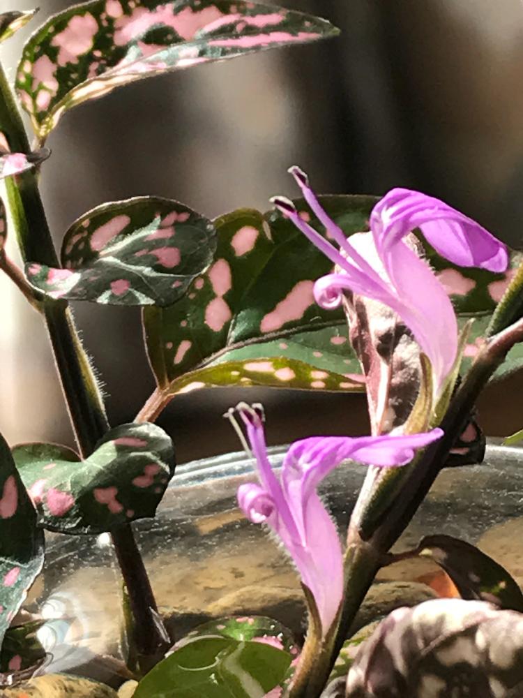 ヒポエステスの投稿画像 By なごこさん 花のある暮らしとかわいい子 と観葉植物とピンクの葉っぱ 17月9月10日 Greensnap グリーンスナップ