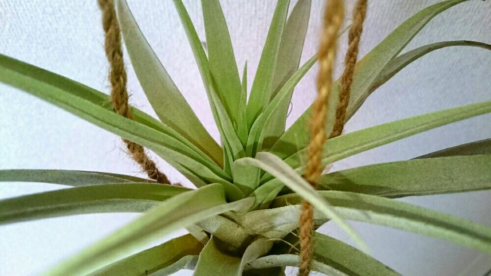 すべての美しい花の画像 ユニークチランジア 花 が 咲い たら 枯れる