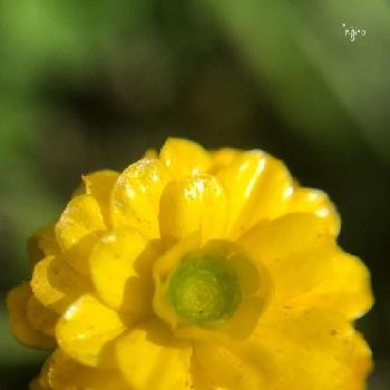 ９月です❤の画像 by ＊nijikoさん | お出かけ先と植中毒とラナンキュラス ゴールドコインの花と今日の一枚と高原の花と９月です❤
