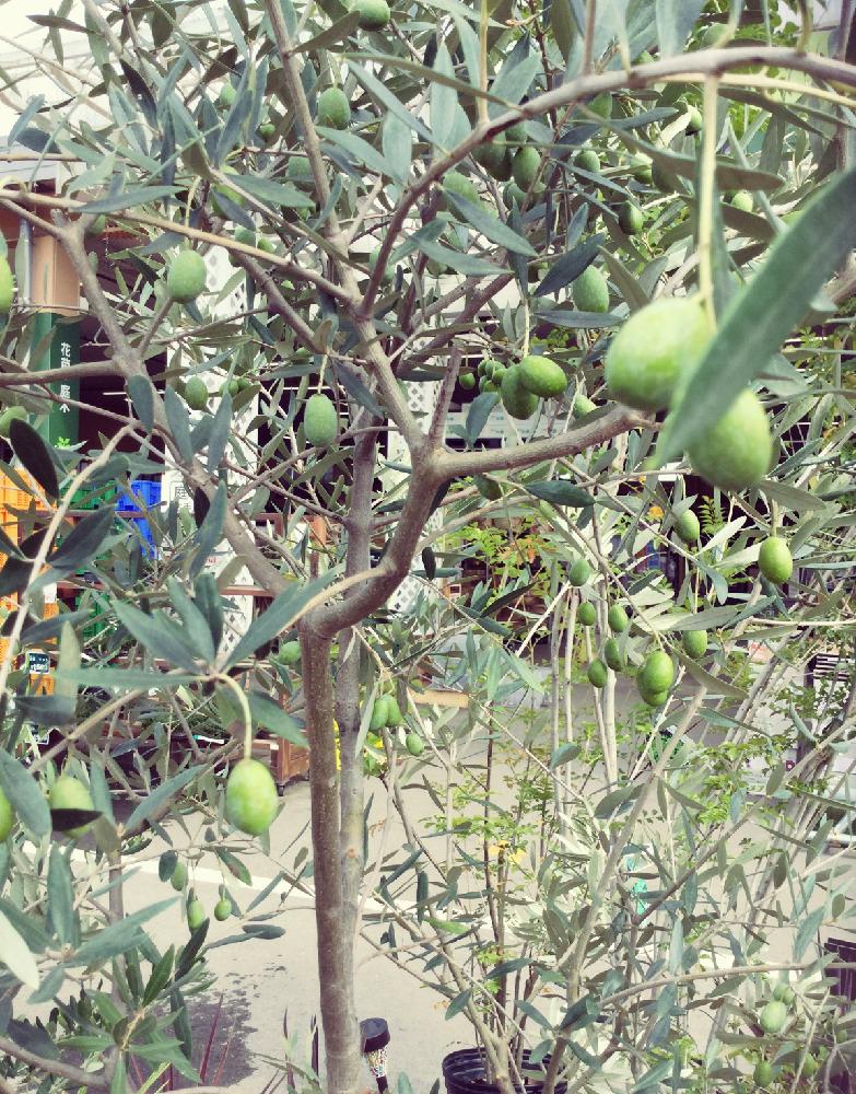 オリーブの木を飾るの投稿画像 By カインズさん オリーブの木 と植中毒とオリーブの実 と実がなると晴れた日とホームセンターと実った と花のある暮らしとカインズ浦和美園店とカインズホーム 17月9月11日 Greensnap グリーンスナップ