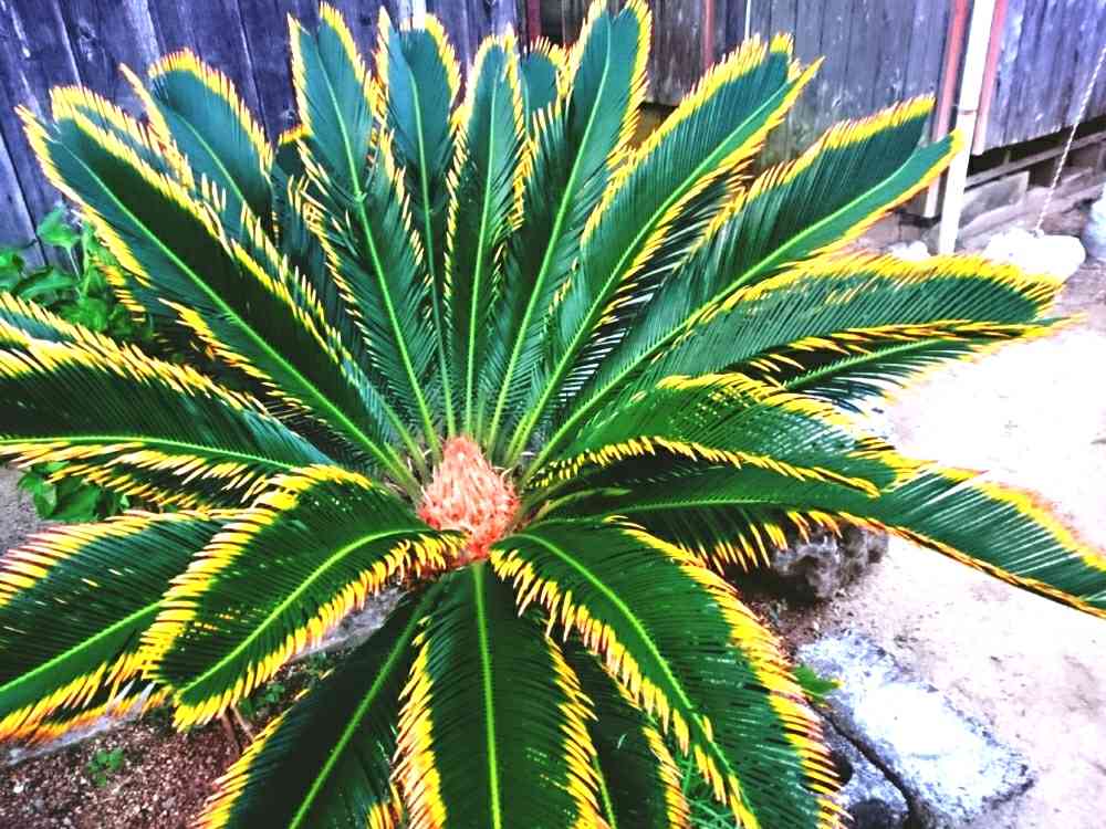 ★専用★　斑入り蘇鉄　黄金蘇鉄 黄金ソテツの一覧｜🍀GreenSnap（グリーンスナップ）