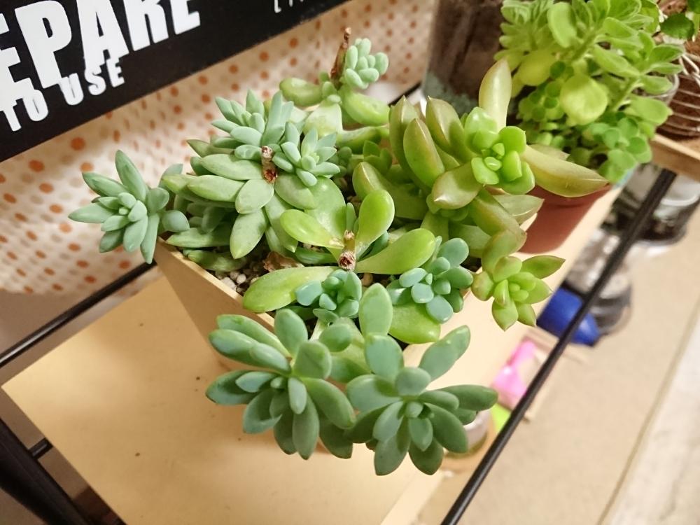 オウレイの投稿画像 By ぽぽんさん 月の王子と天使の雫とクラバツムと樹氷とセダム属と多肉植物と生長記録と生命力とセデベリア属と放置栽培と寄せ植えと子株 17月9月12日 Greensnap グリーンスナップ