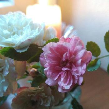 ✿ dayanとお花たち ✿の画像 by dayanさん | 部屋とミニバラ・グリーンアイスとキャンドルとナチュラルスタイルとガーデニングと花のある暮らしといやされると北海道とロザリアンと大人かわいい♪とdayan's roseとバラを楽しむと地植えと✿ dayanとお花たち ✿と秋のリビングフラワーとWEEKEND FLOWERと『ライトアップグリーン』フォトコンテスト