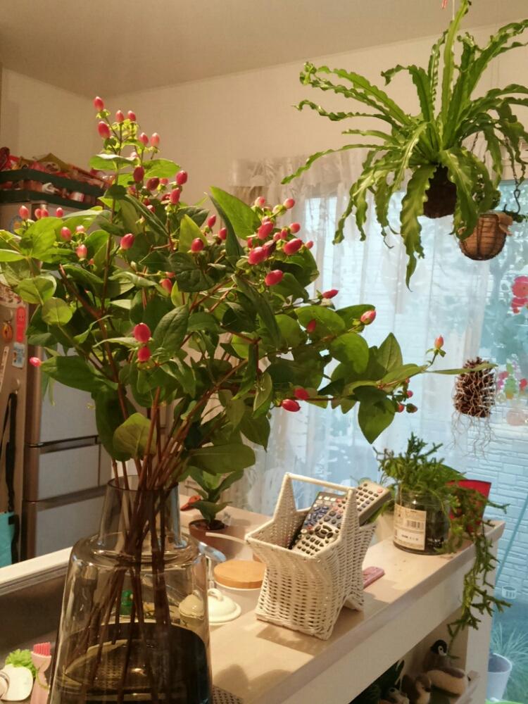ヒペリカムの投稿画像 By Green Ballさん 赤い実と花瓶とお部屋に花を 17月9月12日 Greensnap グリーンスナップ